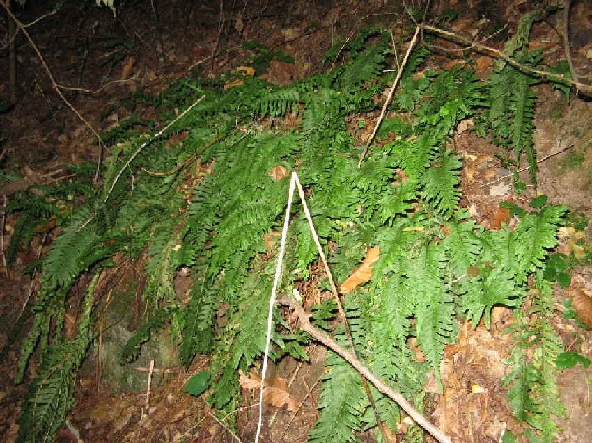 Polypodium sp.
